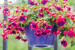 Jardiland Suspension de Fuschia offre