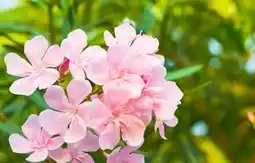 Laurier-rose tigette
