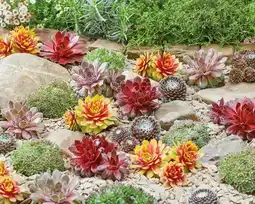 Jardiland ECLOZ Collection de vivaces Ecol'eau ECLOZ offre