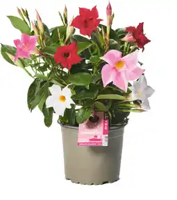 Jardiland ECLOZ Dipladénia Diamantina tricolore ECLOZ offre