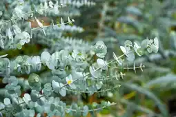 Eucalyptus en collection