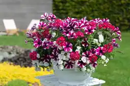 Jardiland Potée fleurie type anglaise offre