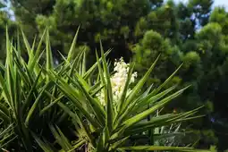 Yucca en variétés