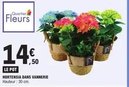 Hortensia dans vannerie