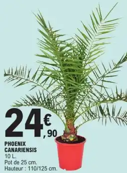 Phoenix canariensis