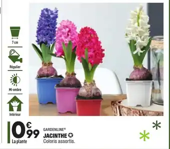 ALDI Jacinthe offre