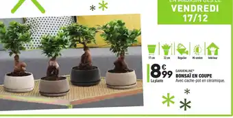ALDI Bonsaï En Coupe offre