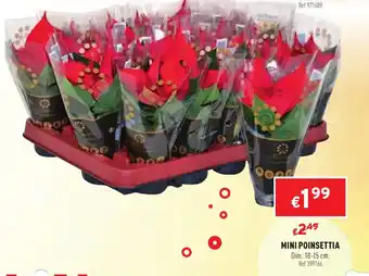 Trafic Mini Poinsettia offre
