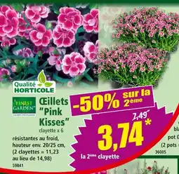 Norma FINEST GARDEN Œillets pink kisses offre