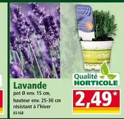 Norma QUALITÉ HORTICOLE Lavande offre