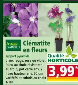 FINEST GARDEN Clématite en fleurs support pyramidal
