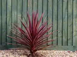 Gamm vert ECLOZ Cordyline ECLOZ offre