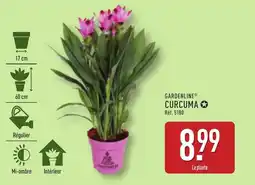ALDI Curcuma offre