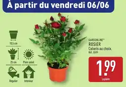 ALDI Gardenline rosier offre