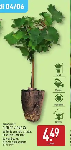 ALDI Gardenline pied de vigne offre