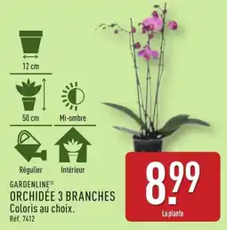 ALDI Gardenline orchidée 3 branches offre