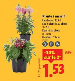 Lidl Plante à massif offre