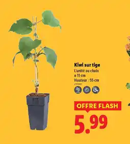 Lidl Kiwi sur tige offre
