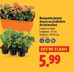 Lidl Barquette patate douce ou jardinière de kalanchoé offre