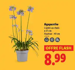 Lidl Agapanthe offre