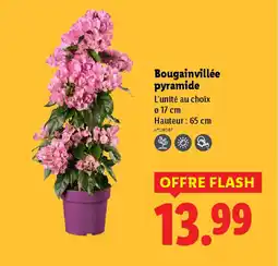 Lidl Bougainvillée pyramide offre