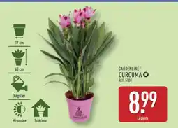 ALDI GARDENLINE CURCUMA offre
