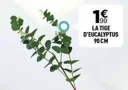 Centrakor La tige d'eucalyptus 90 cm offre