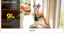 Orchidée 3 tiges