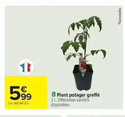 Plant potager greffé