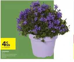 Campanule