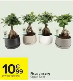 Ficus ginseng
