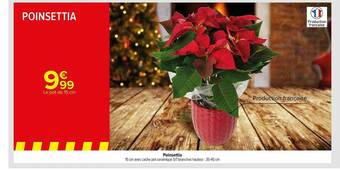 Carrefour Poinsettia offre
