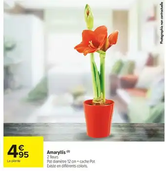 Carrefour Market Amaryllis offre