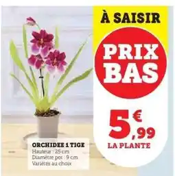 Hyper U ORCHIDEE 1 TIGE offre