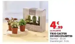 Hyper U TRIO CACTUS OU SUCCULENTES offre