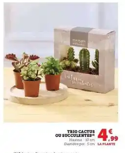 Super U TRIO CACTUS OU SUCCULENTES offre