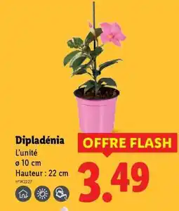 Lidl Dipladenia offre