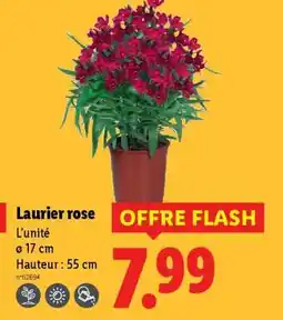 Lidl Laurier rose offre