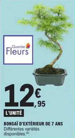 E.Leclerc Bonsaï d'extérieur de 7 ans offre