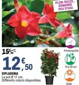 E.Leclerc Brico Dipladenia offre