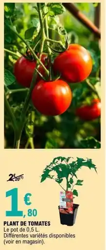 E.Leclerc Brico Plant de tomates offre
