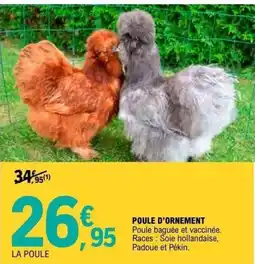 E.Leclerc Brico Poule d'ornement offre