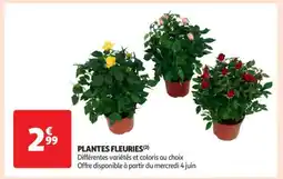 Plantes Fleuries