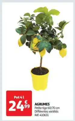 Auchan Agrumes offre