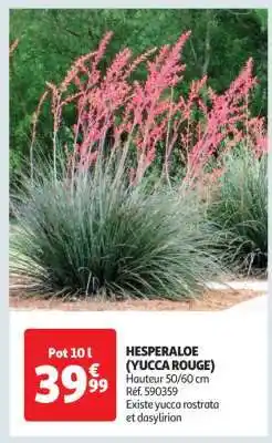 Auchan HESPERALOE (YUCCA ROUGE) offre