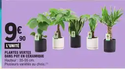 E.Leclerc PLANTES VERTES DANS POT EN CÉRAMIQUE offre