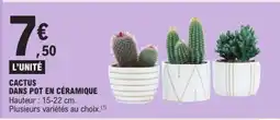 E.Leclerc CACTUS DANS POT EN CÉRAMIQUE offre