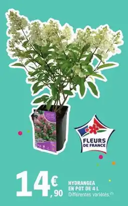 E.Leclerc HYDRANGEA offre