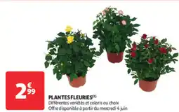 Auchan Supermarché Plantes fleuries offre