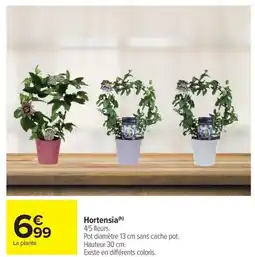 Carrefour Market Hortensia offre